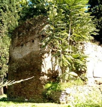 Ailanthus altissima / Ailanto (pianta coltivata)